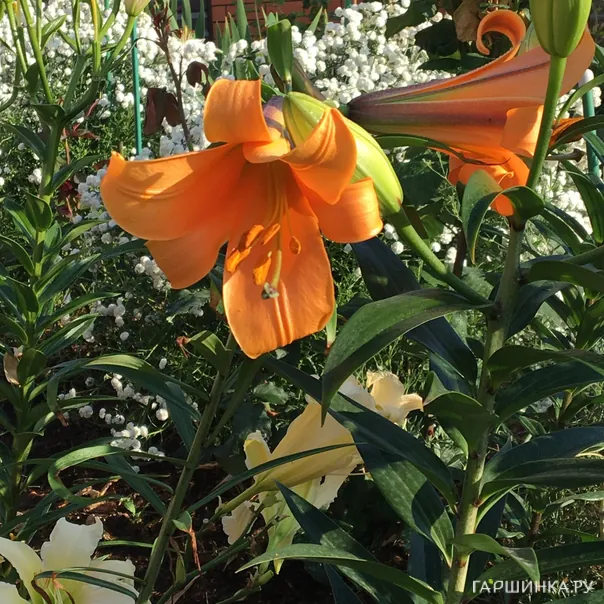 превью изображения отзыва