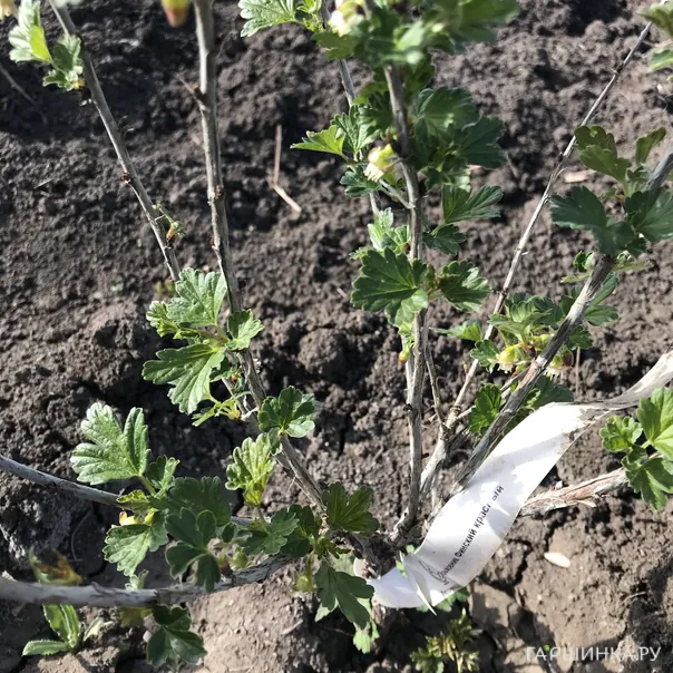 превью изображения отзыва