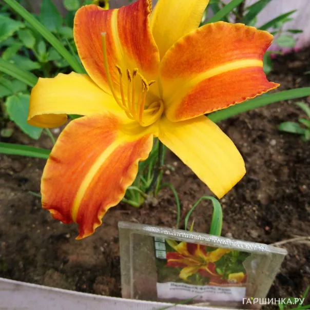 превью изображения отзыва