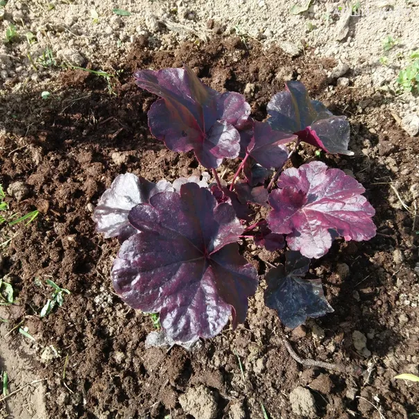 превью изображения отзыва