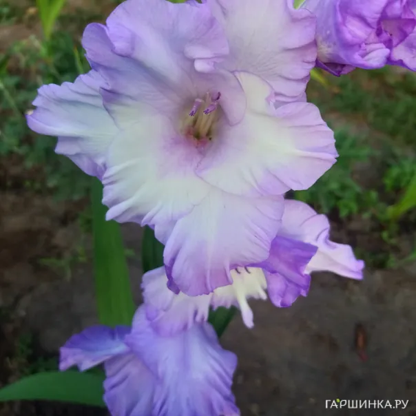 превью изображения отзыва