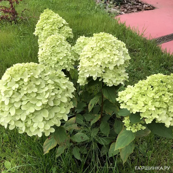 превью изображения отзыва