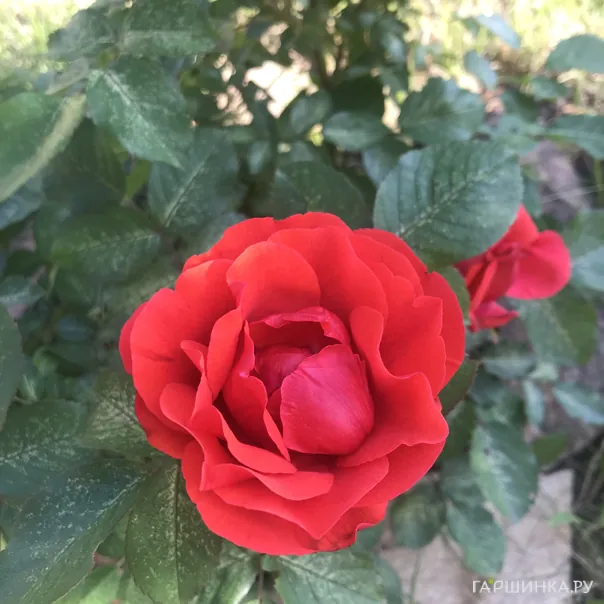 превью изображения отзыва