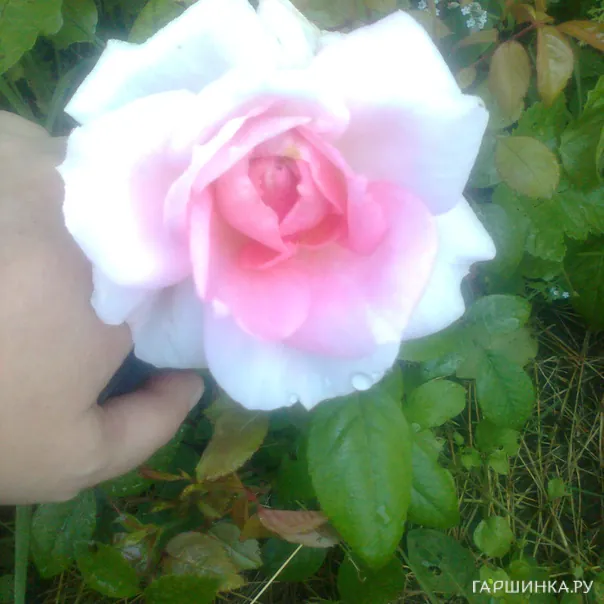 превью изображения отзыва