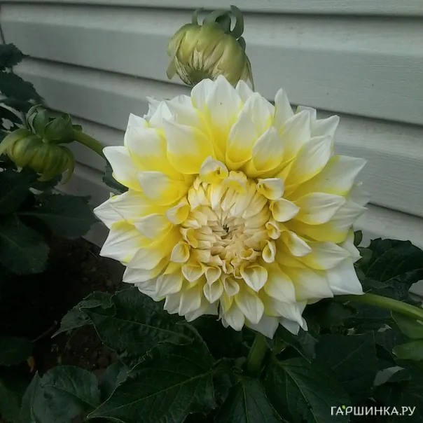 превью изображения отзыва