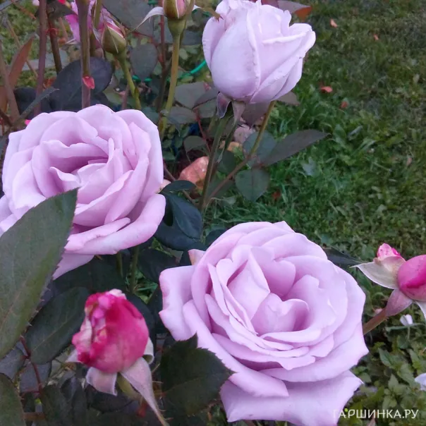 превью изображения отзыва