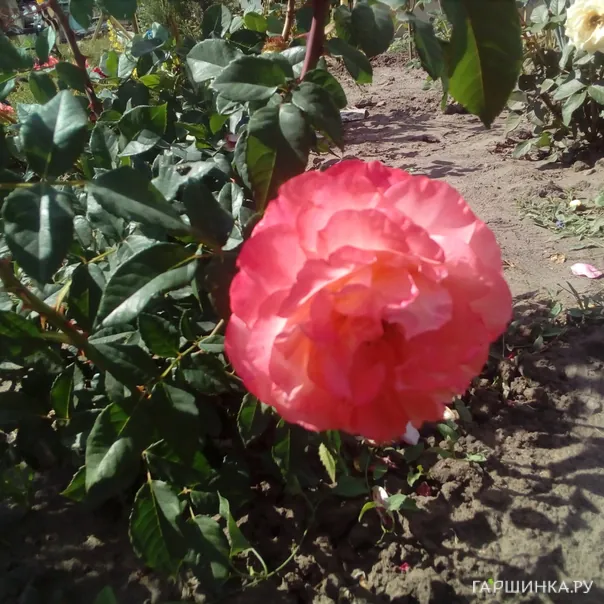 превью изображения отзыва