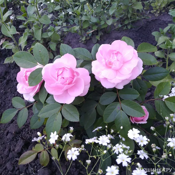 превью изображения отзыва