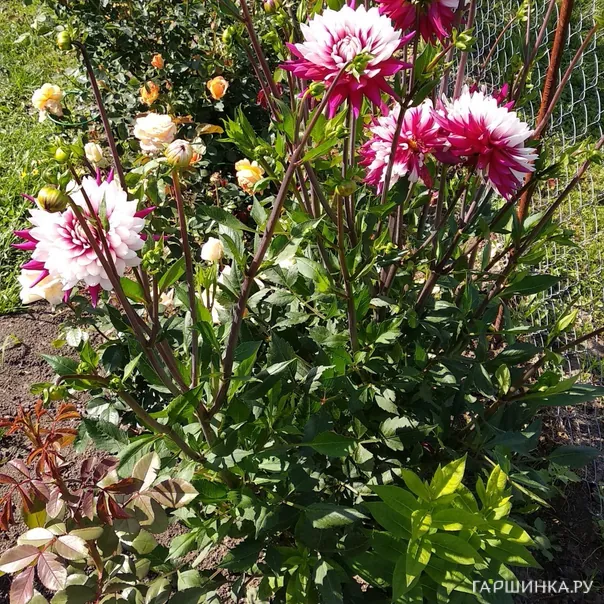 превью изображения отзыва