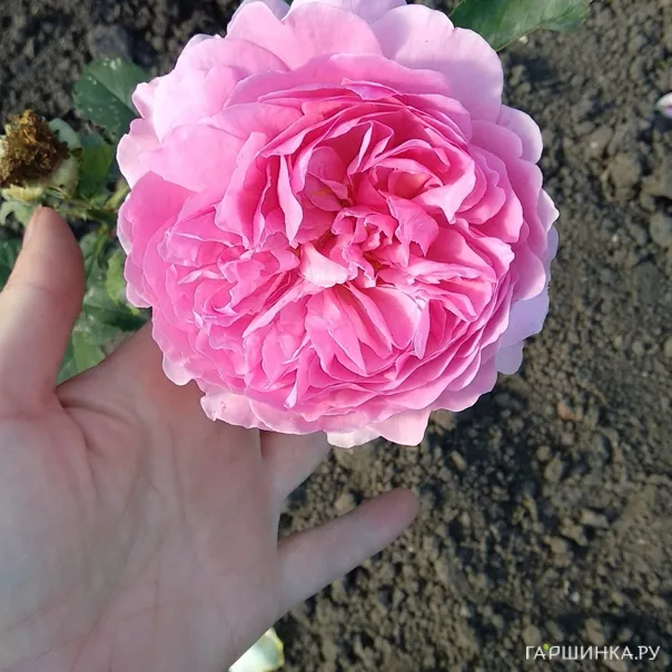 превью изображения отзыва