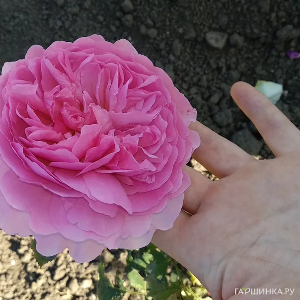 превью изображения отзыва