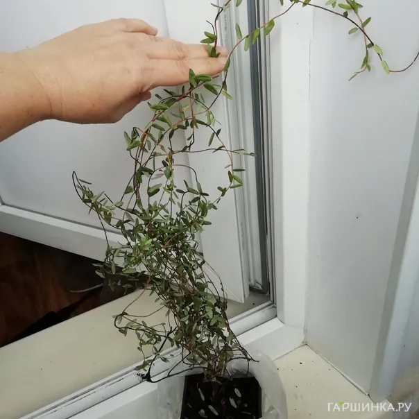 превью изображения отзыва