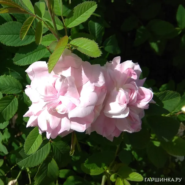 превью изображения отзыва