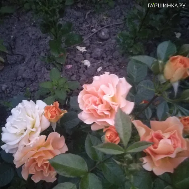 превью изображения отзыва