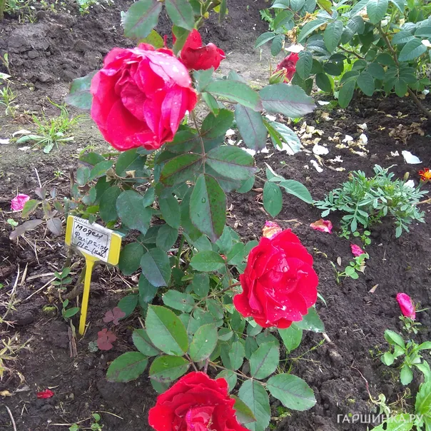 превью изображения отзыва