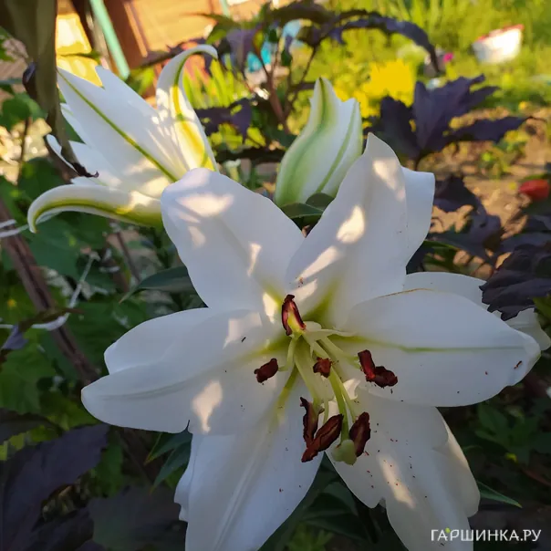 превью изображения отзыва