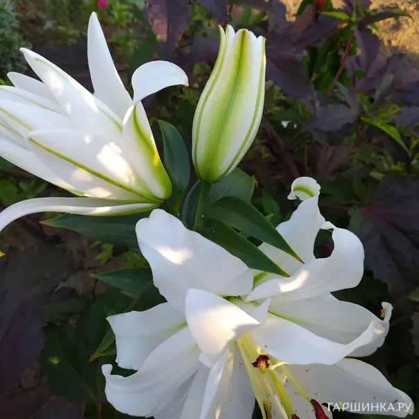 превью изображения отзыва