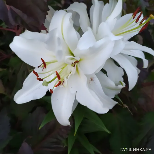 превью изображения отзыва