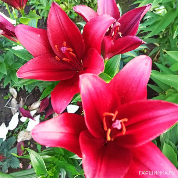 превью изображения отзыва