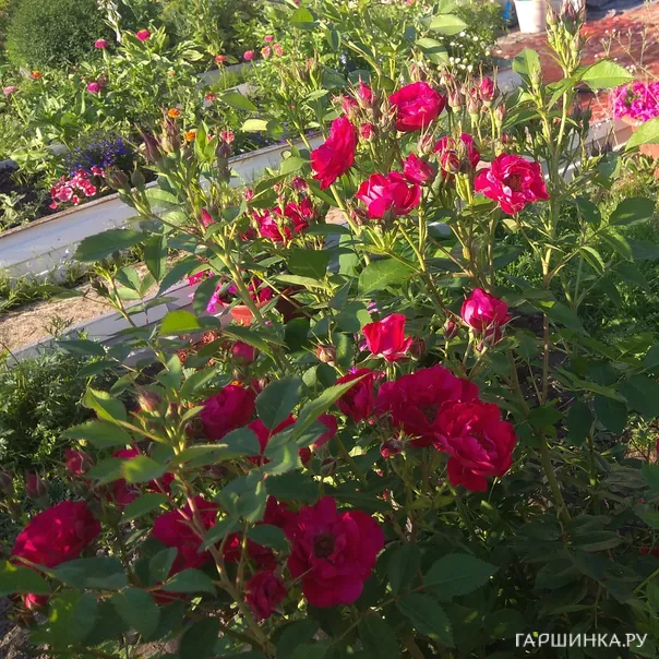 превью изображения отзыва