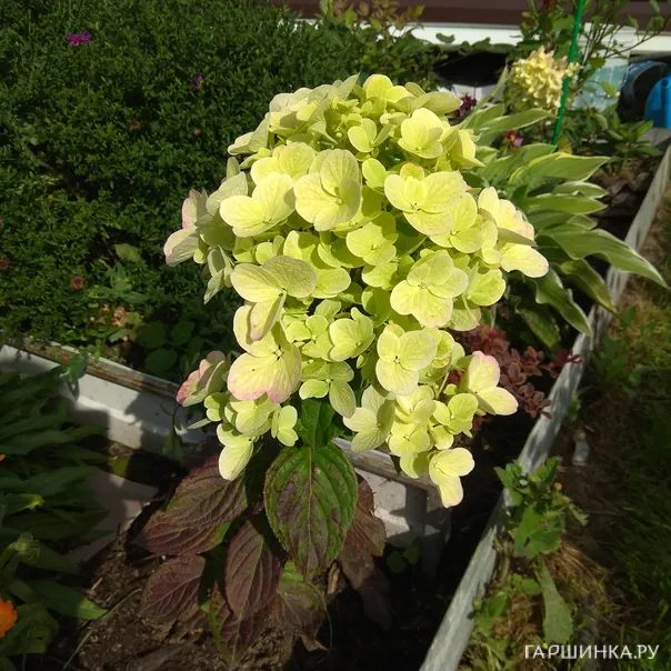 превью изображения отзыва