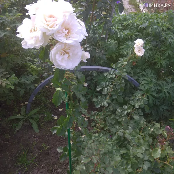 превью изображения отзыва