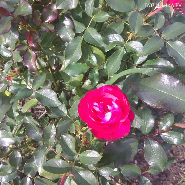 превью изображения отзыва