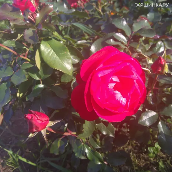 превью изображения отзыва