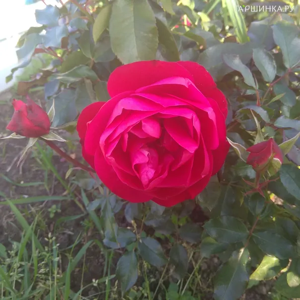 превью изображения отзыва