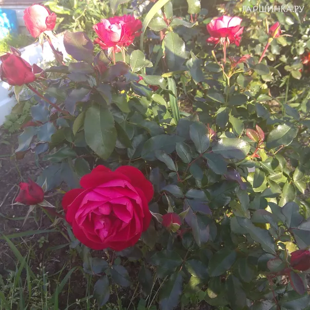 превью изображения отзыва