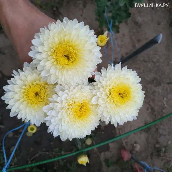 превью изображения отзыва