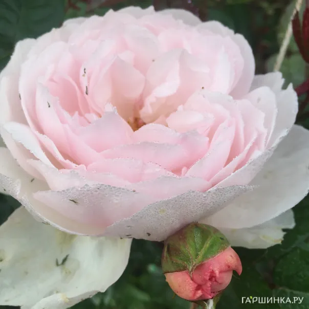 превью изображения отзыва