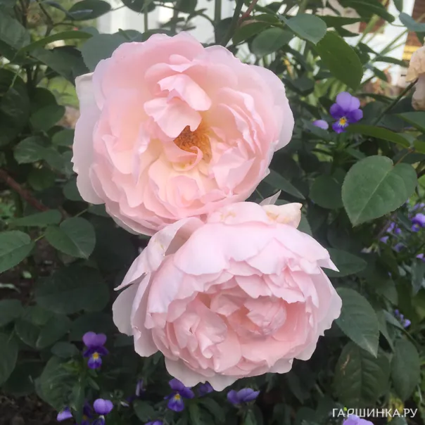 превью изображения отзыва