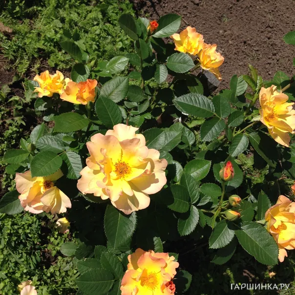 превью изображения отзыва