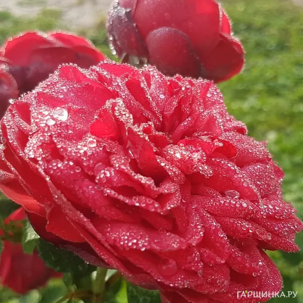 превью изображения отзыва