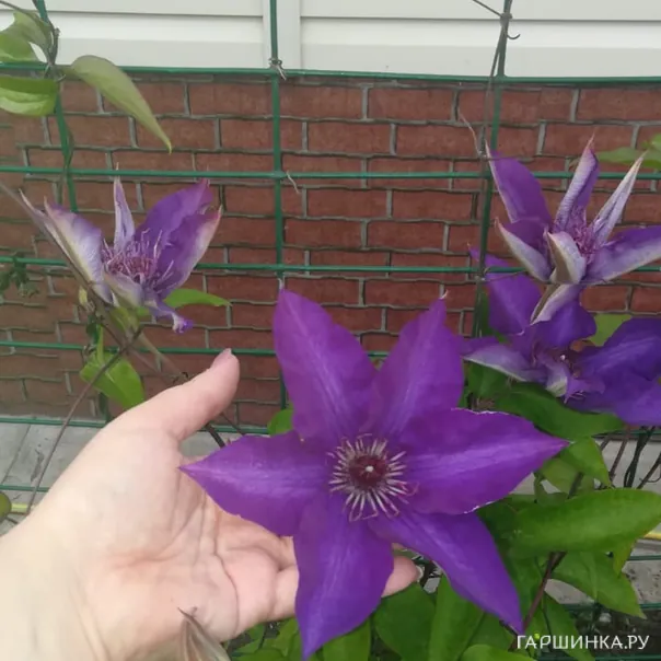 превью изображения отзыва