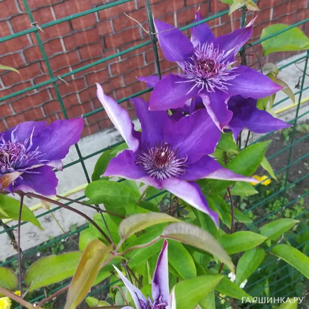 превью изображения отзыва