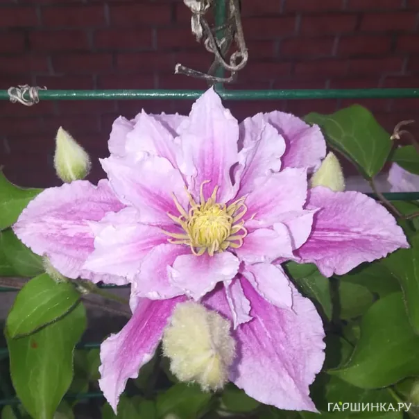 превью изображения отзыва