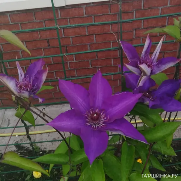 превью изображения отзыва