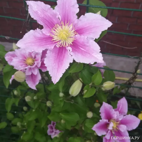 превью изображения отзыва