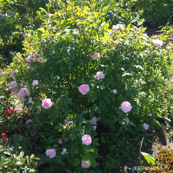 превью изображения отзыва