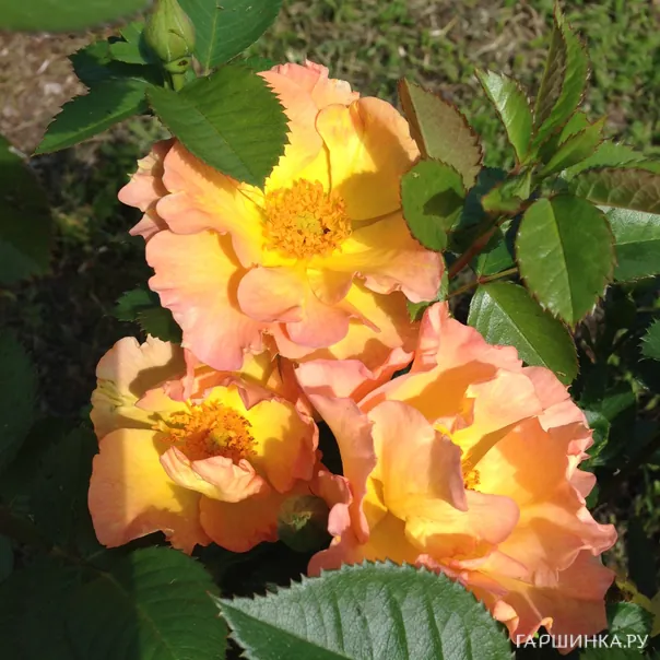 превью изображения отзыва