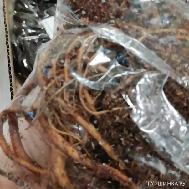 превью изображения отзыва