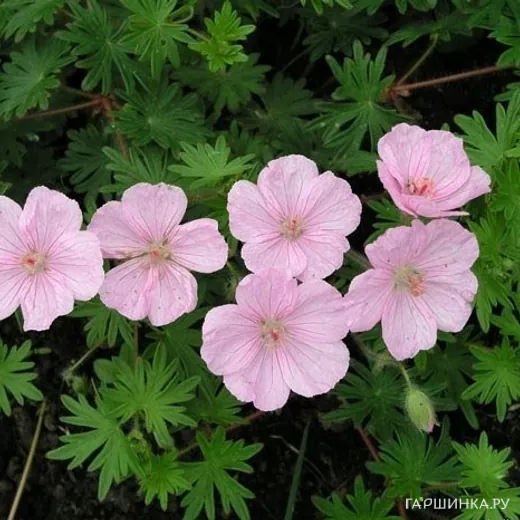 Герань садовая Стриатум