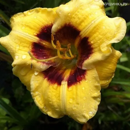 Лилейник Джейсон Салтер