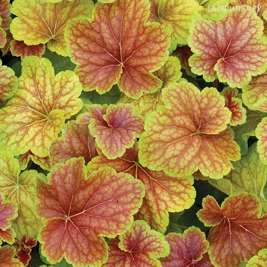 Гейхера Дельта Даун