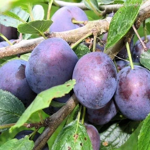 Слива Тульская черная