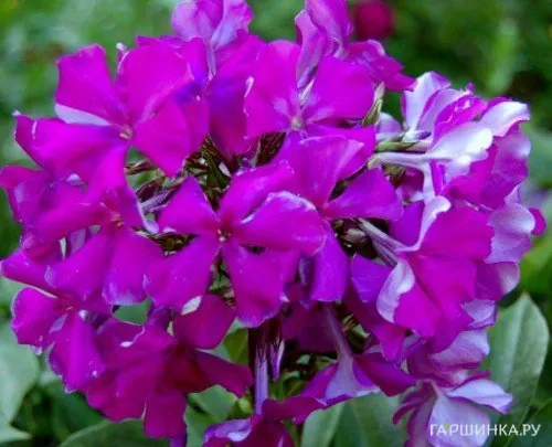 Флокс Шансон