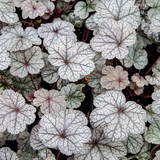 Гейхера Нозерн Икспожэ Сильвер