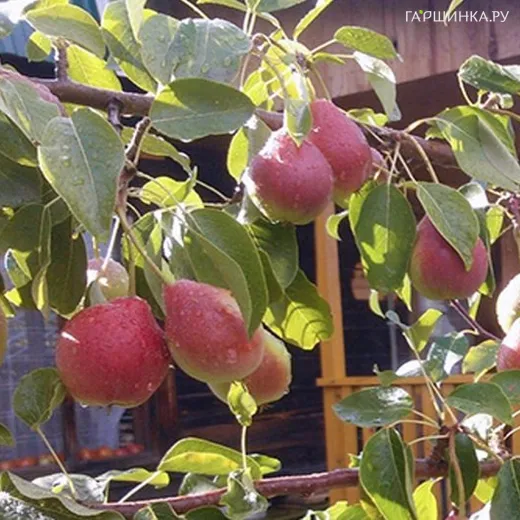 Груша Каратаевская